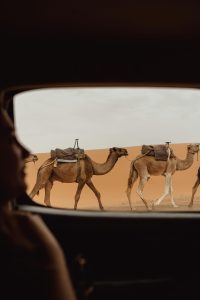 desert-safari-camel-ride-red-dunes-bb