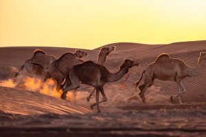 Desert-safari..