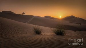 Evening-Desert